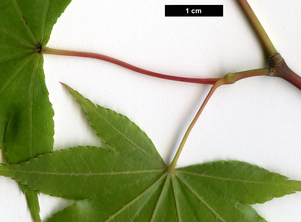 High resolution image: Family: Sapindaceae - Genus: Acer - Taxon: amoenum - SpeciesSub: var. amoenum